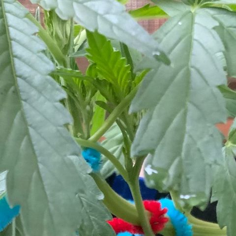 Bruce Banner 7/22 growlog photo: 7p