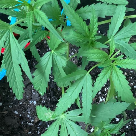 Bruce Banner 7/22 growlog photo: 7p