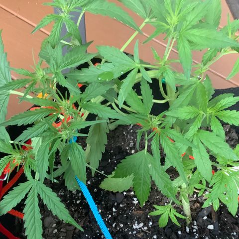 Gorilla Glue 1 7/23 growlog photo: 7p