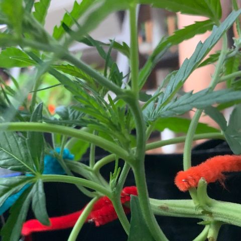 White Widow 7/25 growlog photo: 7p