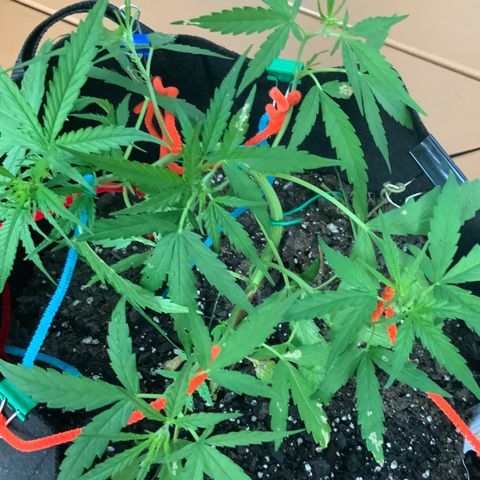 White Widow 7/25 growlog photo: 7p