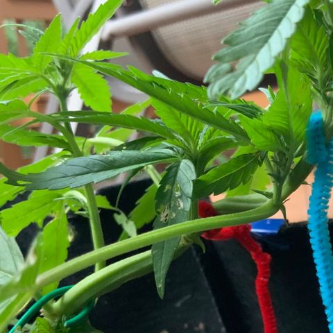 Gorilla Glue 2 7/25 growlog photo: 7p