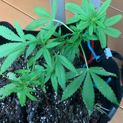 Gorilla Glue 2 7/25 growlog photo: 7p