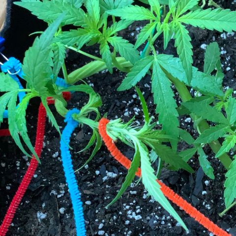 Bruce Banner 7/22 growlog photo: 7a