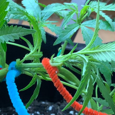 Bruce Banner 7/22 growlog photo: 7a