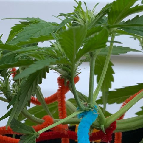 Gorilla Glue 1 7/23 growlog photo: 7a