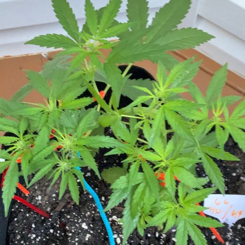Gorilla Glue 1 7/23 growlog timeline photo