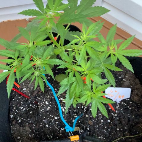 Gorilla Glue 1 7/23 growlog photo: 7a