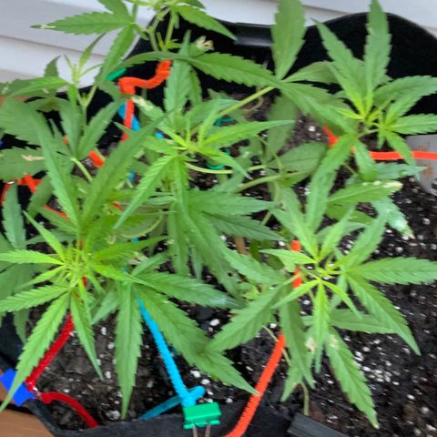White Widow 7/25 growlog photo: 7a
