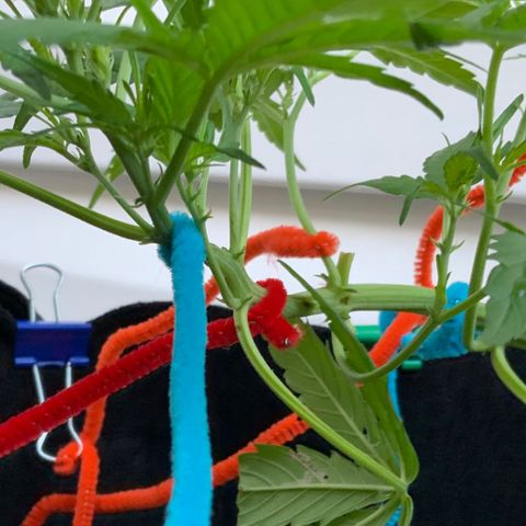 White Widow 7/25 growlog photo: 7a