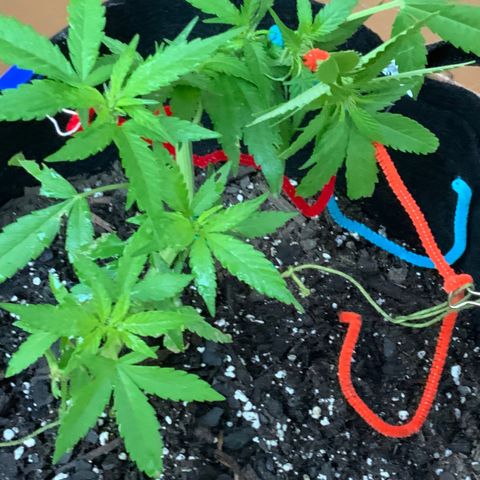 Gorilla Glue 2 7/25 growlog photo: 7a