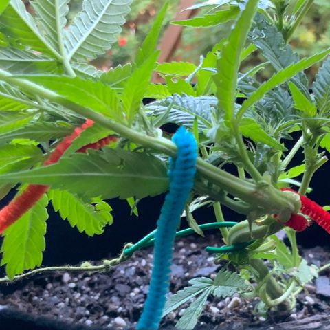 Gorilla Glue 2 7/25 growlog photo: 7a