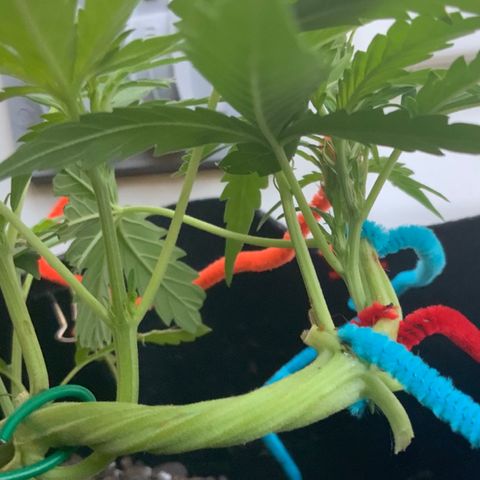 Bruce Banner 7/22 growlog photo: 7a