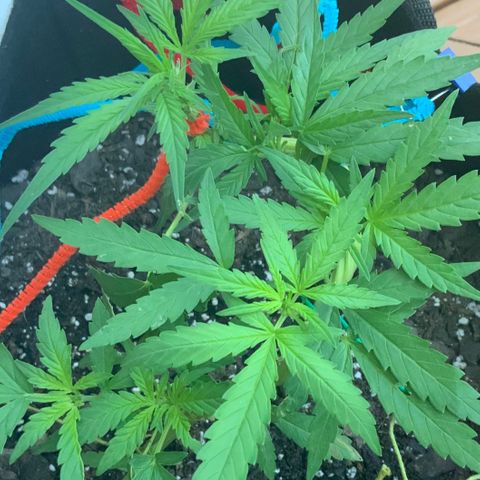 Bruce Banner 7/22 growlog photo: 7a