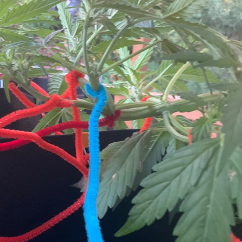 Gorilla Glue 1 7/23 growlog photo: 7a