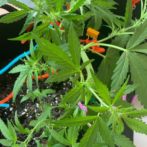 Gorilla Glue 1 7/23 growlog photo: 7a