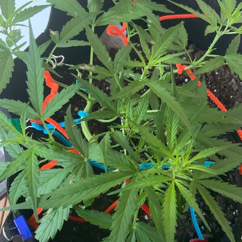 White Widow 7/25 growlog photo: 7a