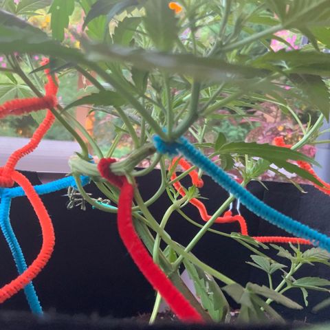 White Widow 7/25 growlog photo: 7a