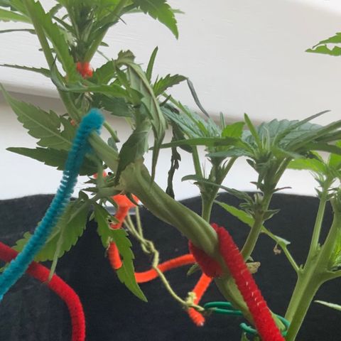 Gorilla Glue 2 7/25 growlog photo: 7a