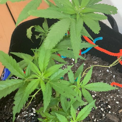 Gorilla Glue 2 7/25 growlog photo: 7a