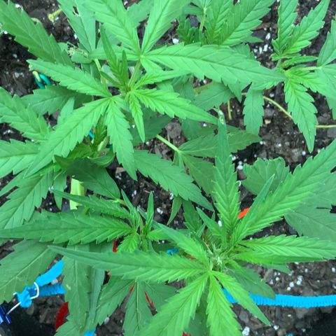 Bruce Banner 7/22 growlog photo: 5p