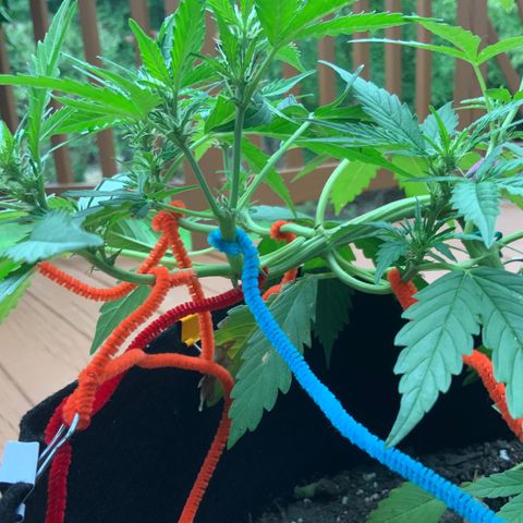 Gorilla Glue 1 7/23 growlog photo: 5p