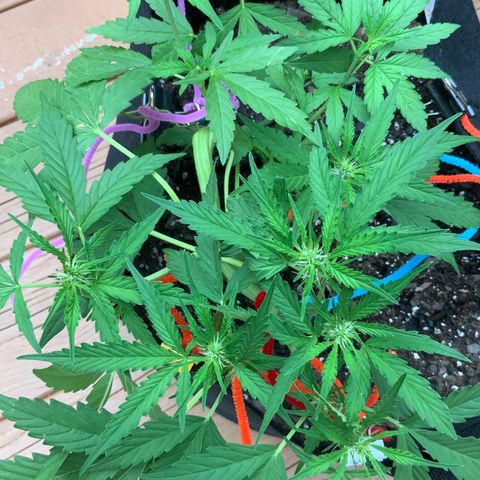 Gorilla Glue 1 7/23 growlog photo: 5p