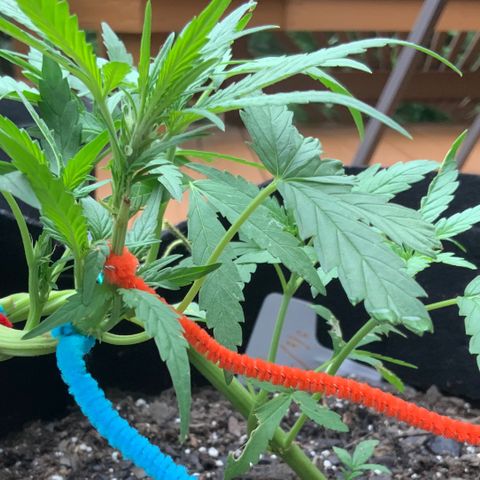 Bruce Banner 7/22 growlog photo: 5p