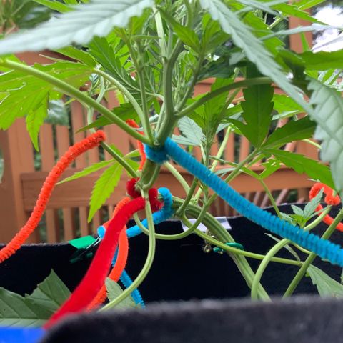 White Widow 7/25 growlog photo: 5p