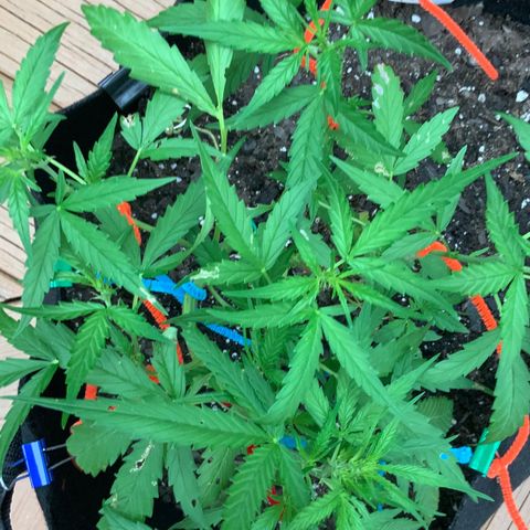 White Widow 7/25 growlog photo: 5p