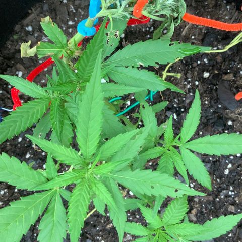 Gorilla Glue 2 7/25 growlog photo: 5p
Top died after accidentally snapping 