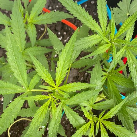 Bruce Banner 7/22 growlog photo: 8a