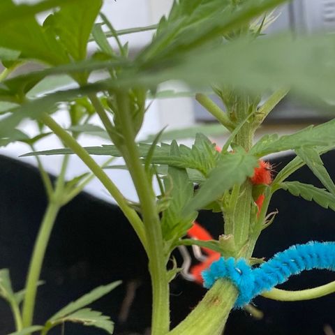 Bruce Banner 7/22 growlog photo: 8a