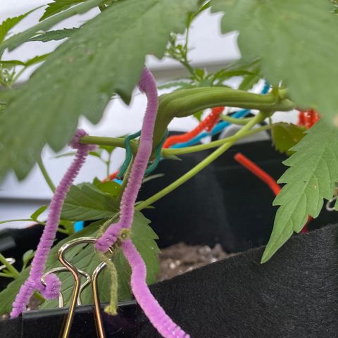 Gorilla Glue 1 7/23 growlog photo: 8a