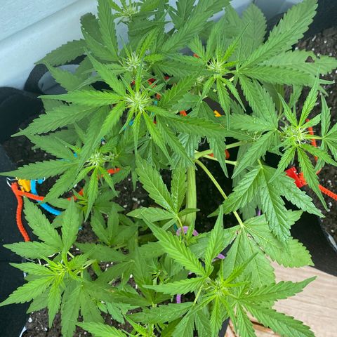 Gorilla Glue 1 7/23 growlog photo: 8a