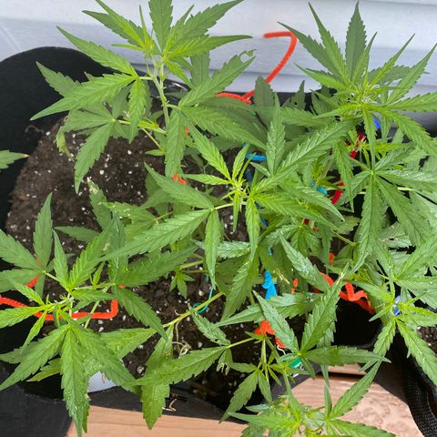 White Widow 7/25 growlog photo: 8a