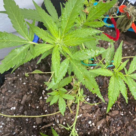 Gorilla Glue 2 7/25 growlog photo: 8a
