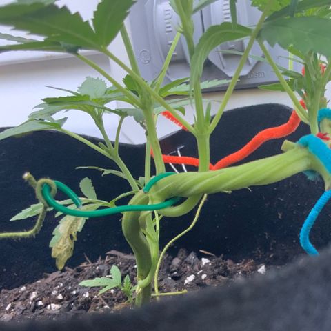 Bruce Banner 7/22 growlog photo: 7a