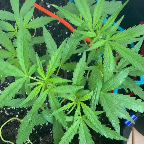 Bruce Banner 7/22 growlog photo: 7a
