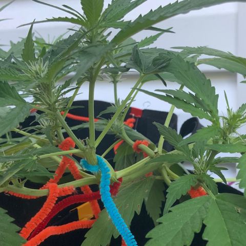 Gorilla Glue 1 7/23 growlog photo: 7a