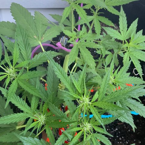 Gorilla Glue 1 7/23 growlog photo: 7a