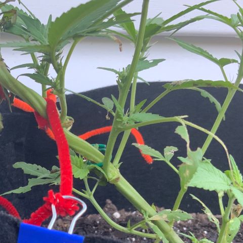Gorilla Glue 2 7/25 growlog photo: 7a