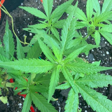 Gorilla Glue 2 7/25 growlog photo: 7a