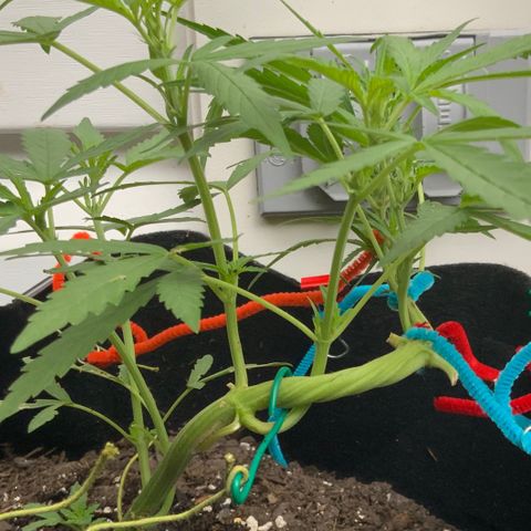 Bruce Banner 7/22 growlog photo: 7a