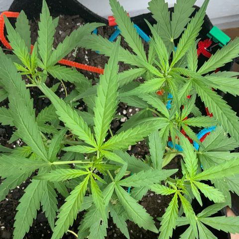 Bruce Banner 7/22 growlog photo: 7a