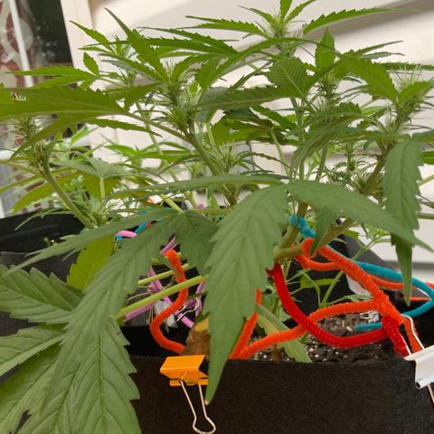 Gorilla Glue 1 7/23 growlog photo: 7a