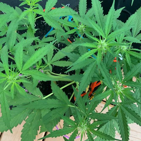 Gorilla Glue 1 7/23 growlog photo: 7a