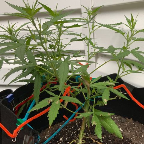 White Widow 7/25 growlog photo: 7a