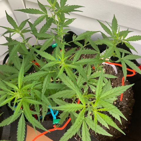 White Widow 7/25 growlog photo: 7a