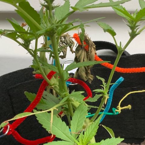 Gorilla Glue 2 7/25 growlog photo: 7a
